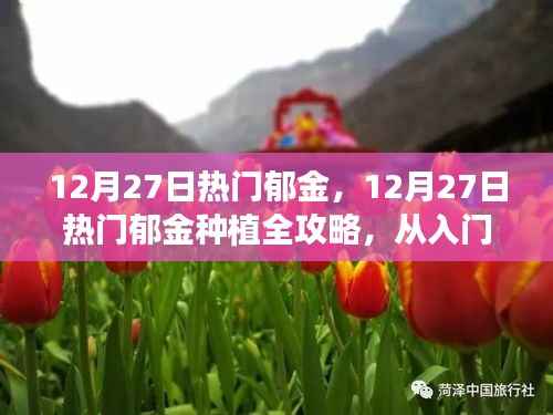 12月27日热门郁金种植指南,从入门到精通的全面步骤