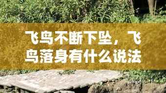 飞鸟不断下坠,飞鸟落身有什么说法