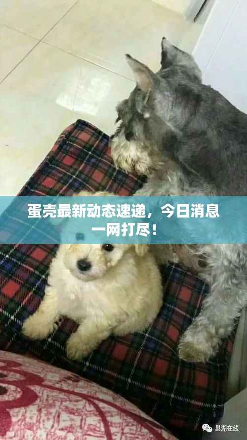 蛋壳最新动态速递，今日消息一网打尽！