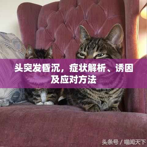 头突发昏沉,症状解析、诱因及应对方法