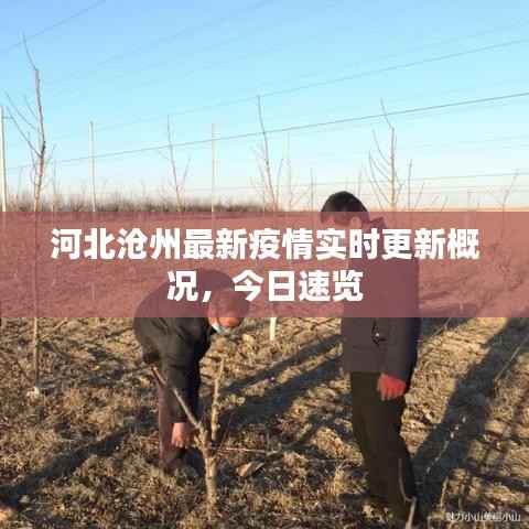 河北沧州最新疫情实时更新概况,今日速览