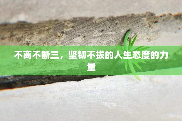 不离不断三,坚韧不拔的人生态度的力量