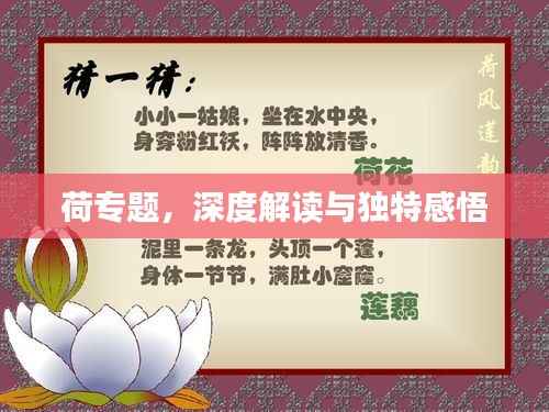 荷专题,深度解读与独特感悟